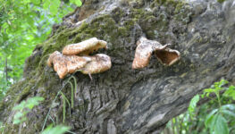Bracket Fungus growing on a tree stump in North Marine Park.