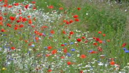 Wild flowers along the verges of the cycle path in the North Marine Park.