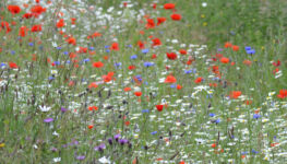 Wild flowers along the verges of the cycle path in the North Marine Park.