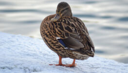 Mallard hen. South Marine Park.
